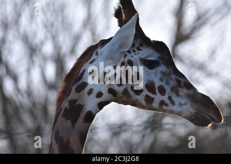 Una giraffa testa collo e viso con uno sfondo bokeh grigio e bianco Foto Stock
