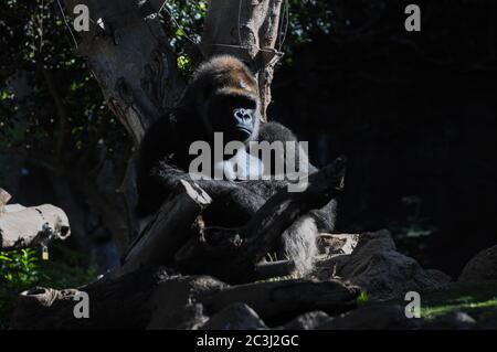 Gorilla nera per adulti forte al pavimento verde Foto Stock