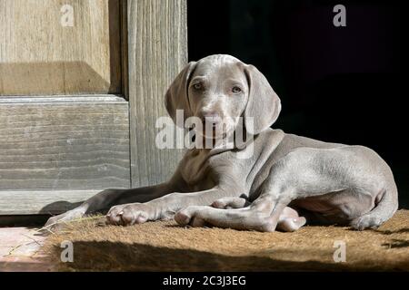 Bellissimo cucciolo di Weimaraner Foto Stock