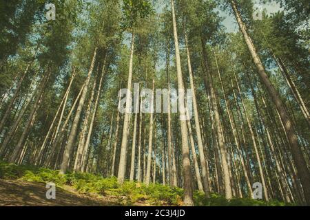 Il verde paesaggio forestale Foto Stock