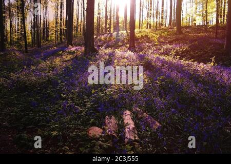 Paesaggio forestale primaverile con fiori di bluebell selvatici in fiore Foto Stock