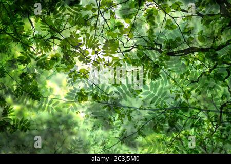 Verde foresta baldacchino Foto Stock