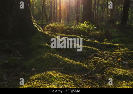 Dettaglio di piede di albero in una foresta verde Foto Stock