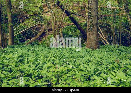 Verde foresta primaverile con l'aglio dell'orso selvatico fiorente Foto Stock