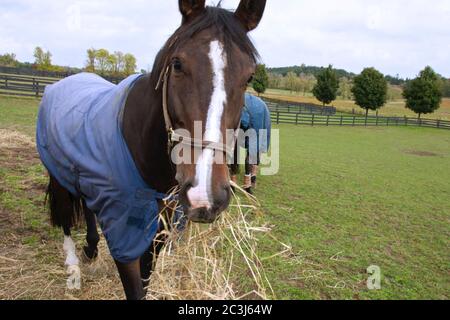 Cavallo che mangia fieno (paglia, erba) nella stalla. Foto Stock