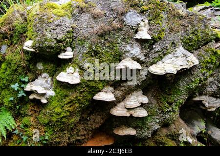 Ganoderma Polyporo o Bracket funghi che crescono su un decadimento caduto Albero Cantabria Spagna Foto Stock
