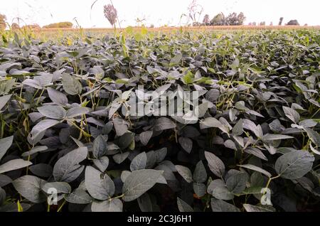 Paesaggio rurale con fresco campo di soia verde in Italia settentrionale Foto Stock