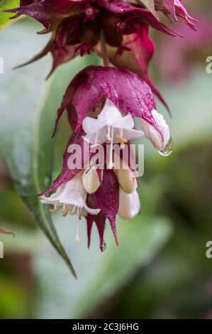 Primo piano, astratto del fiore di Honeysuckle Himalayan con gocce di pioggia Foto Stock