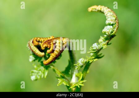 Bracken (pteridium aquilinum), primo piano della testa di una pianta mentre i fronti iniziano a srotolarsi in primavera, isolato su uno sfondo piano. Foto Stock