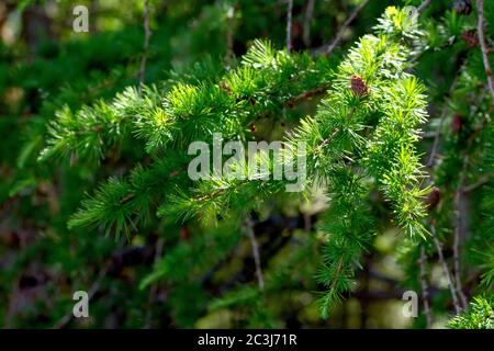 Larice europeo (larix decidua), un ramo di aghi verdi freschi di ritorno illuminati dal sole. Foto Stock