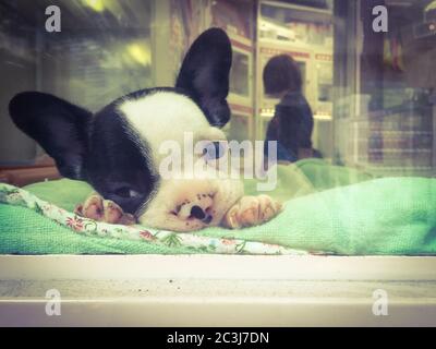 Triste cucciolo di Bulldog francese, con un occhio scuro e un occhio blu, nella vetrina del negozio di animali. Immagine dello smartphone con filtro stile retro. Foto Stock
