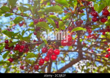 ciliegia matura , bacche rosse appesi ai rami Foto Stock