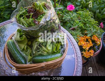 La prima settimana di giugno quota agricola da una Comunità Vermont sostenuto Agricoltura (CSA) : locale, cibo stagionale direttamente da una fattoria Foto Stock