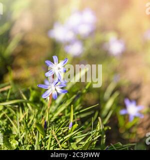 Fiori di primavera del bosco, Gloria della neve, alla luce del sole. Foto Stock