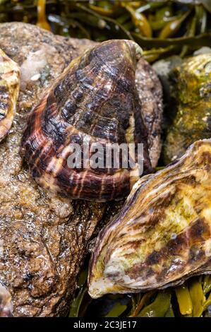 Molluschi di ostriche fresche del pacifico o giapponesi su pietra con sfondo di alghe di kelp da vicino Foto Stock