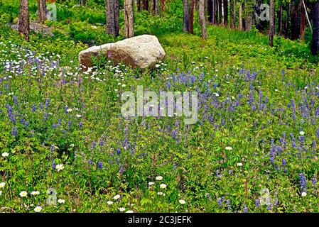 Lotto di fiori viola di lavanda in una foresta con un molti alberi alti Foto Stock