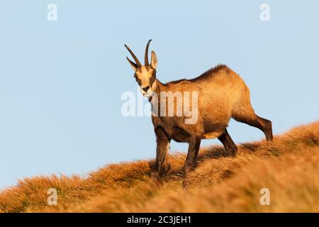 Camoscio, Rupicapra rupicapra tatrica, illuminato da una calda luce del tramonto su erba secca in autunno con cielo blu sullo sfondo. Foto Stock