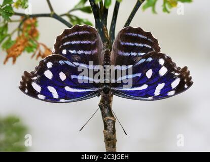 Farfalla Blu Wing Myscelia ethusa farfalle tropicali Foto Stock