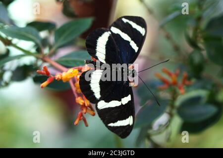 Cracker di notte Butterly Starry Hamadryas femmina laodamia alimentazione su fiore Foto Stock