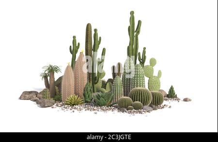Composizione decorativa composta da gruppi di diverse specie di cactus, aloe e piante succulente isolati su sfondo bianco. Vista frontale. Rendering 3D Foto Stock
