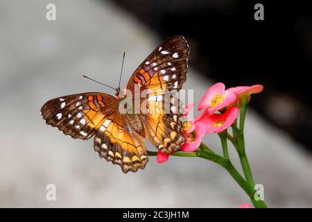 Farfalla marrone pavone o scarlatto pavone femmina Anartia amatea alimentazione su fiore Foto Stock