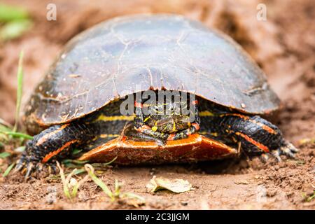 Primo piano di una tartaruga dipinta occidentale del Wisconsin (Chrynemys pitta) con testa inserita, orizzontale Foto Stock