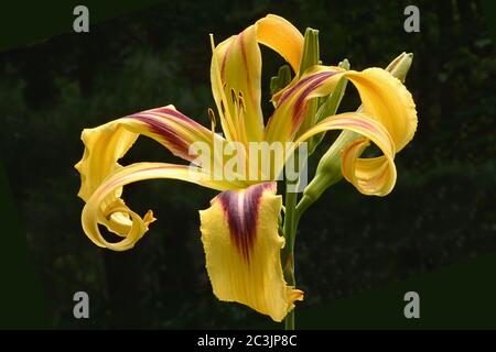 Giallo e rosso-rosso-rosso accattivante. Giustamente chiamato Free Wheelin, produce aggraziati fiori ragnatela-come a metà estate. Foto Stock