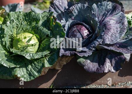 Due teste di cavolo fresco, una vegetale è verde e l'altra è rossa. Le teste mature sono raccolto organico che cresce in un giardino dell'agricoltore. Foto Stock