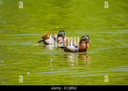 Due anatre mandarini (Aix galericulata) nuotano in un lago Foto Stock