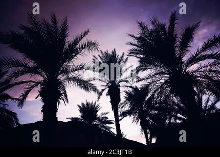 Palme dalle silhouette al tramonto su una spiaggia tropicale. Scena notturna. Foto Stock