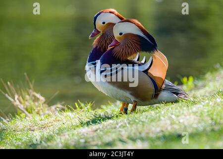 Due anatre di mandarino (Aix galericulata) sono in piedi su un prato verde Foto Stock