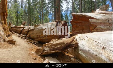 Albero di sequoie caduto al Trail of 100 Giganti nella Sequoia National Forest Foto Stock