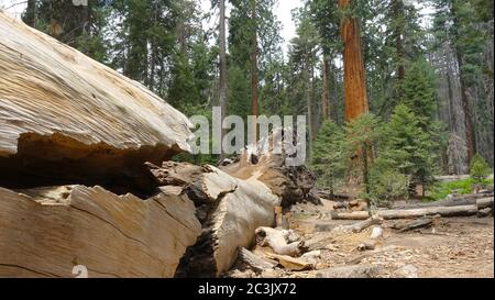 Albero di sequoie caduto al Trail of 100 Giganti nella Sequoia National Forest Foto Stock