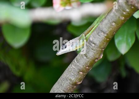 Vista laterale di faccia e testa di un verde anolis extremus o Barbados anole lucertola seduta su un ramo all'aperto contro un verde sfondo natura sfocata. Foto Stock