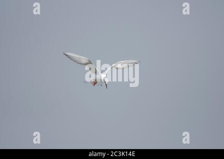 Forster's tern (Sterna forsteri) pesca, Aransas National Wildlife Refuge, Texas, Stati Uniti Foto Stock