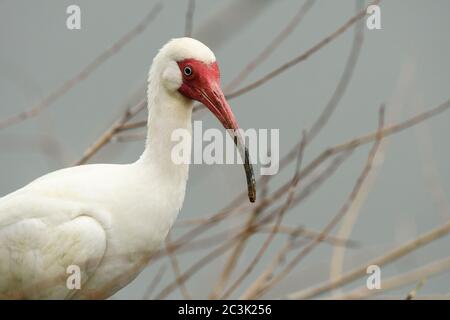 White ibis (Eudocimus Albus), Smith Oaks Audubon Rookery, High Island, Texas, Stati Uniti Foto Stock