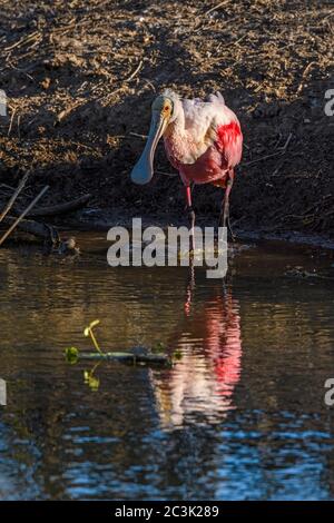 Roseate spatola (Platalea ajaja) Foraging al bordo di uno stagno, Smith Oaks Audubon Rookery, High Island, Texas, USA Foto Stock