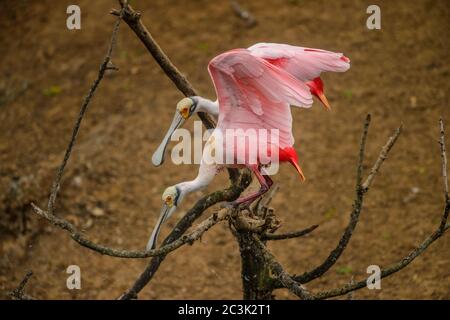 Spatola per rosato (Platalea ajaja), Rookery Smith Oaks Audubon, High Island, Texas, USA Foto Stock