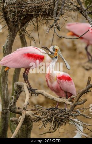 Spatola per rosato (Platalea ajaja), Smith Oaks Audubon Rookery, High Island, Texas, USA Foto Stock