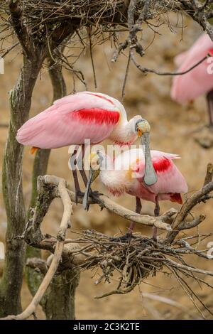 Spatola per rosato (Platalea ajaja), Smith Oaks Audubon Rookery, High Island, Texas, USA Foto Stock