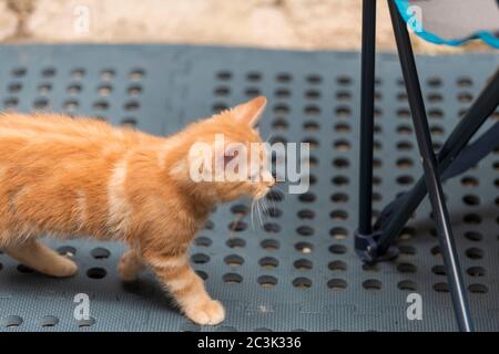 Il gattino piccolo dello zenzero sta giocando nel giardino Foto Stock