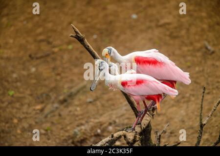 Spatola per rosato (Platalea ajaja) Coppia di courting, Rookery Smith Oaks Audubon, High Island, Texas, USA Foto Stock