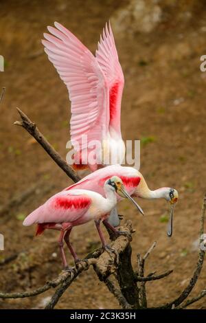 Spatola per rosato (Platalea ajaja) Coppia di courting, Rookery Smith Oaks Audubon, High Island, Texas, USA Foto Stock