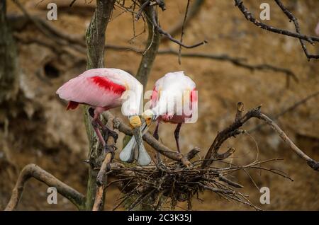 Spatola per rosato (Platalea ajaja) Coppia di courting, Rookery Smith Oaks Audubon, High Island, Texas, USA Foto Stock