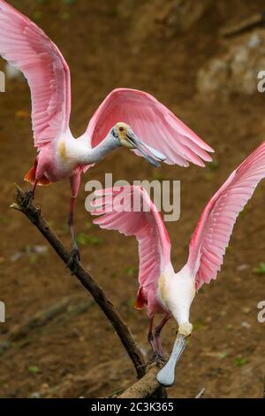 Spatola per rosato (Platalea ajaja) Coppia di courting, Rookery Smith Oaks Audubon, High Island, Texas, USA Foto Stock