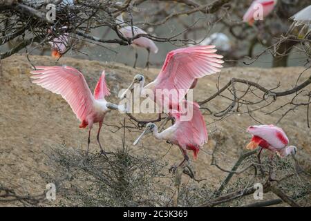 Roseate spoonbill (Platalea ajaja) comportamento di Courtship in primavera, Smith Oaks Audubon Rookery, High Island, Texas, USA Foto Stock