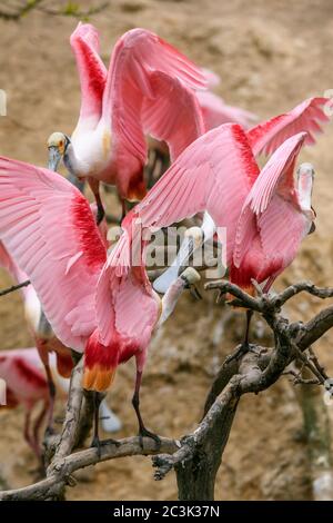 Spatola per rosato (Platalea ajaja), Smith Oaks Audubon Rookery, High Island, Texas, USA Foto Stock