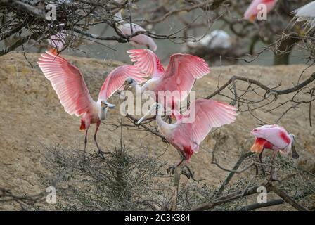 Roseate spoonbill (Platalea ajaja) comportamento di Courtship in primavera, Smith Oaks Audubon Rookery, High Island, Texas, USA Foto Stock