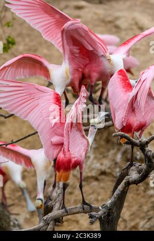 Spatola per rosato (Platalea ajaja), Smith Oaks Audubon Rookery, High Island, Texas, USA Foto Stock