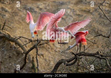 Roseate spoonbill (Platalea ajaja) comportamento di Courtship in primavera, Smith Oaks Audubon Rookery, High Island, Texas, USA Foto Stock